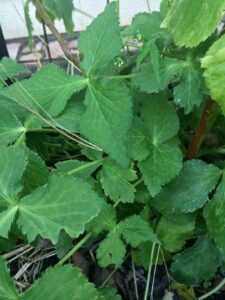 Mitsuba leafy green edible leaves