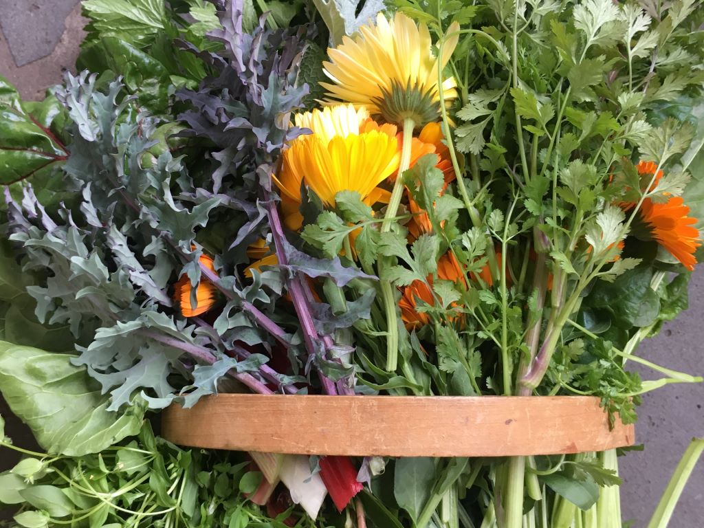 Garden harvest of leafy greens and Calendula marigold flowers