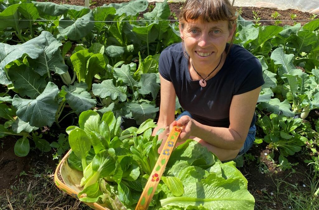 Karen harvesting salad leaves, bok choy and leafy greens in regional Victoria
