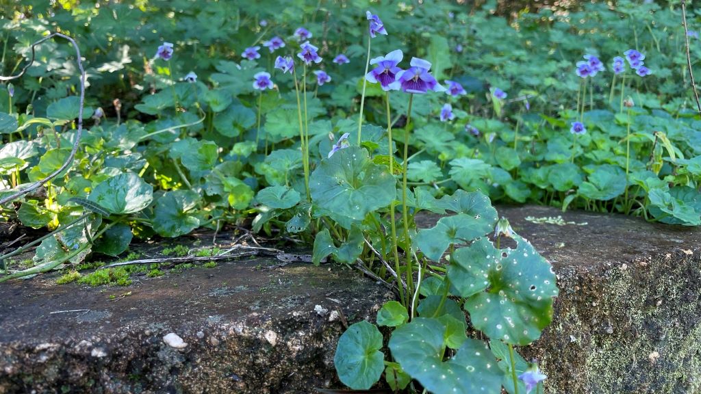 lismore botanic garden native violet spilling over a rock wall