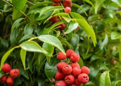 Lilly Pilly Syzygium luehmannii fruit on tree CREDIT HEATHER MILES