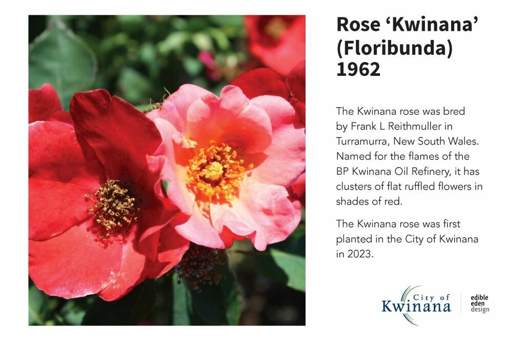 Rose plant identification sign