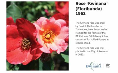 A rose by any other name…Kwinana rose WA