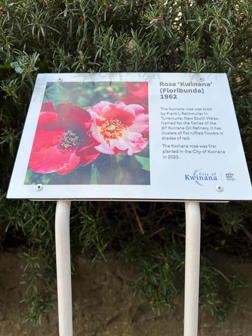 Plant ID sign Kwinana rose
