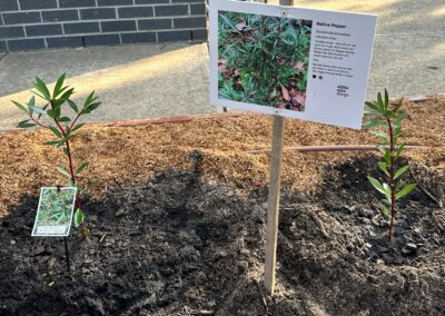 Bonbeach Primary school Native Pepper plants and educational identification sign
