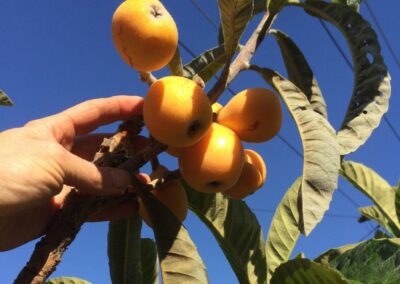 Loquat - Bessell Brown