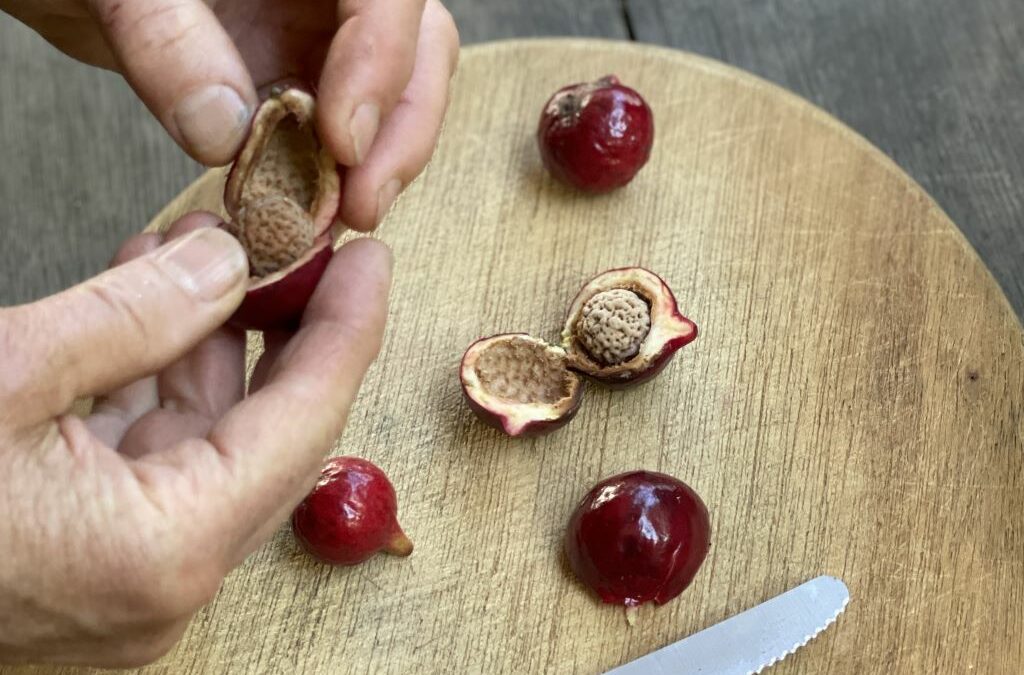 Ripe red quandong fruit cut in half showing seed, including a knife and wooden chopping board