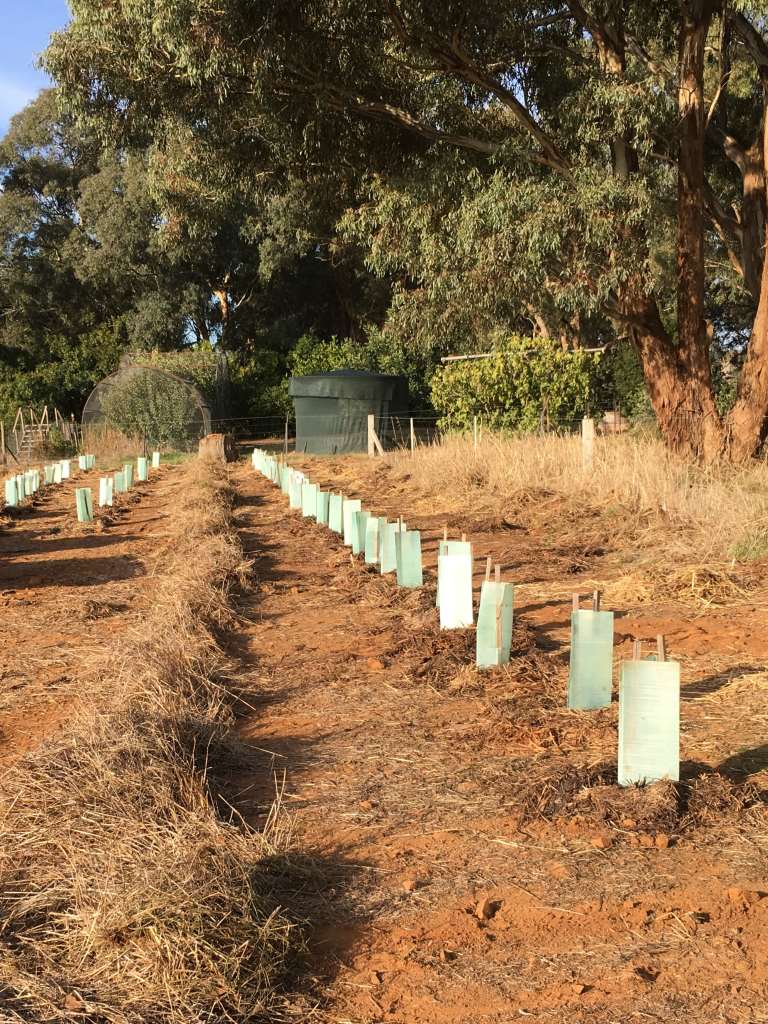 Quandong seedlings protected by tree guards in regional Victoria 2017