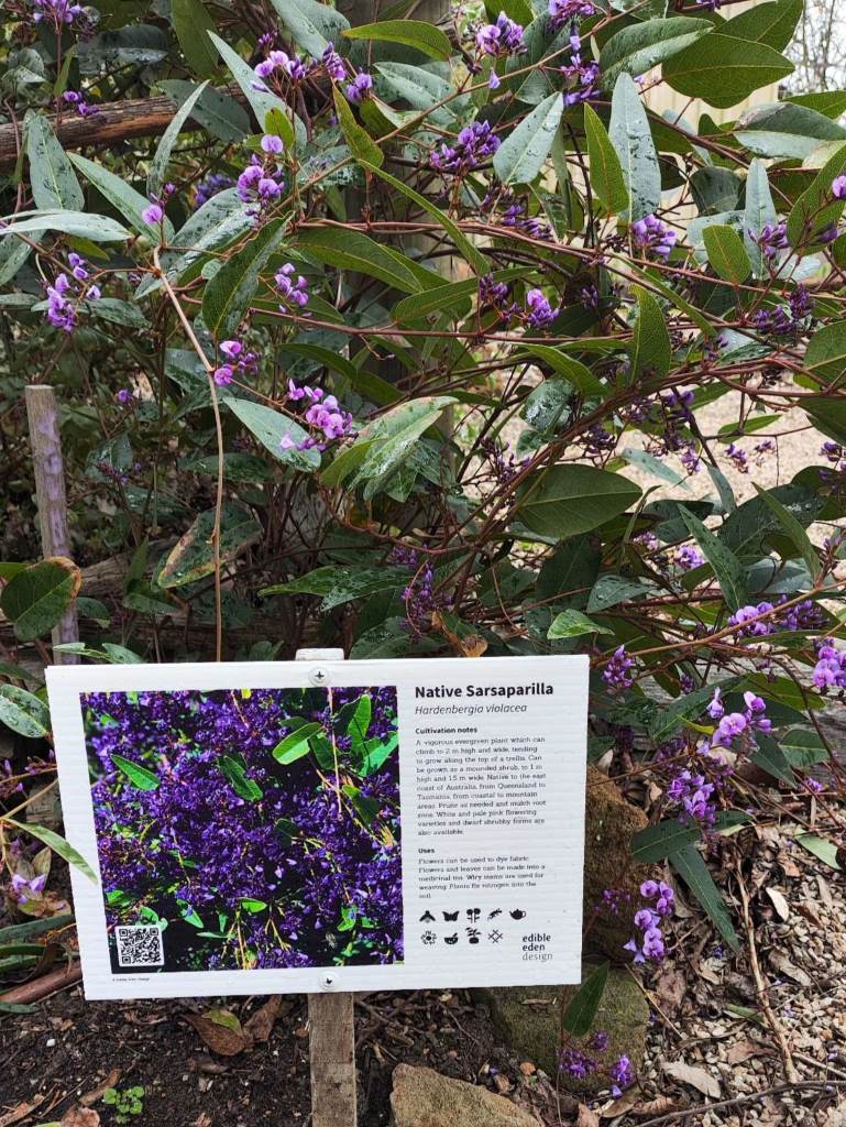 Native Sarsaparilla Hardenbergia plant id sign at Hills Christian College SA