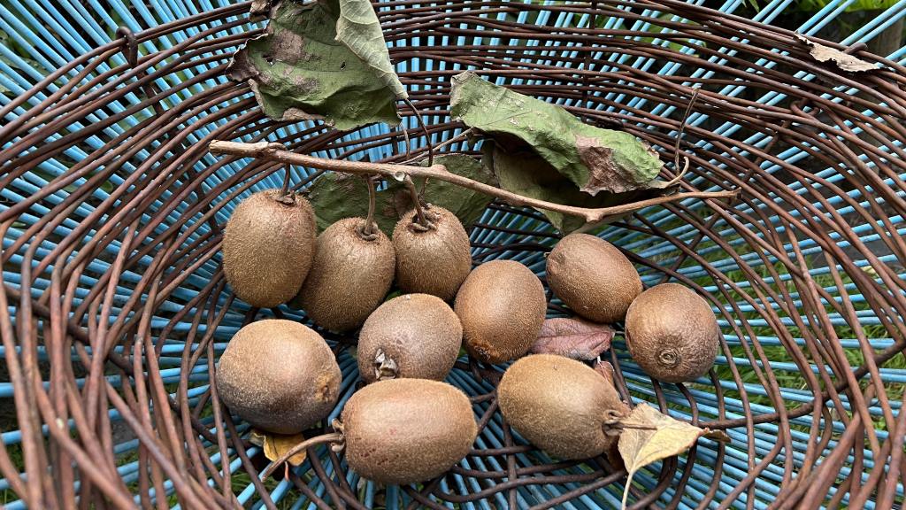 The last kiwi fruit harvest  before the vine was removed 2024