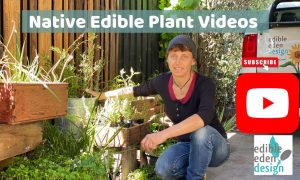 Bush food plant YouTube play list